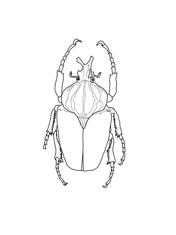 Goliath Beetle Coloring Page